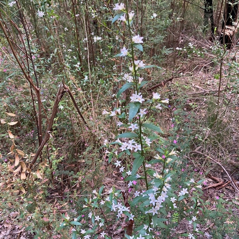 Crowea angustifolia var. platyphylla