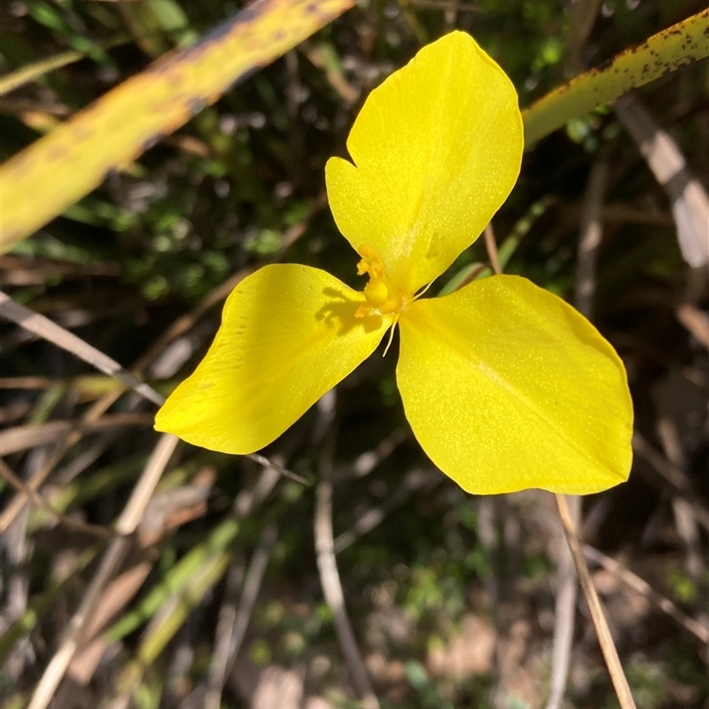 Patersonia umbrosa var. xanthina