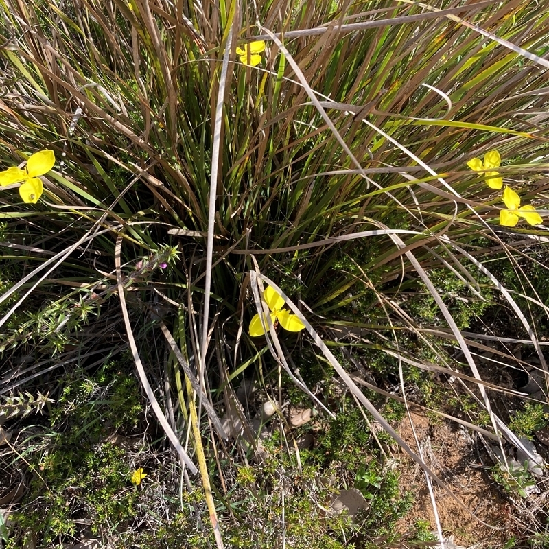 Patersonia umbrosa var. xanthina