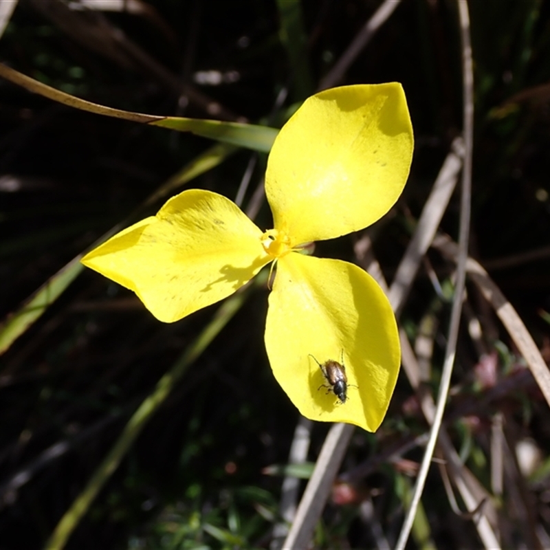 Patersonia umbrosa var. xanthina