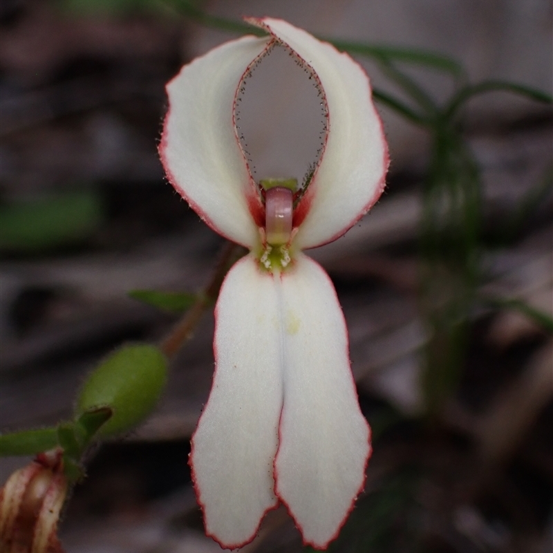 Stylidium schoenoides