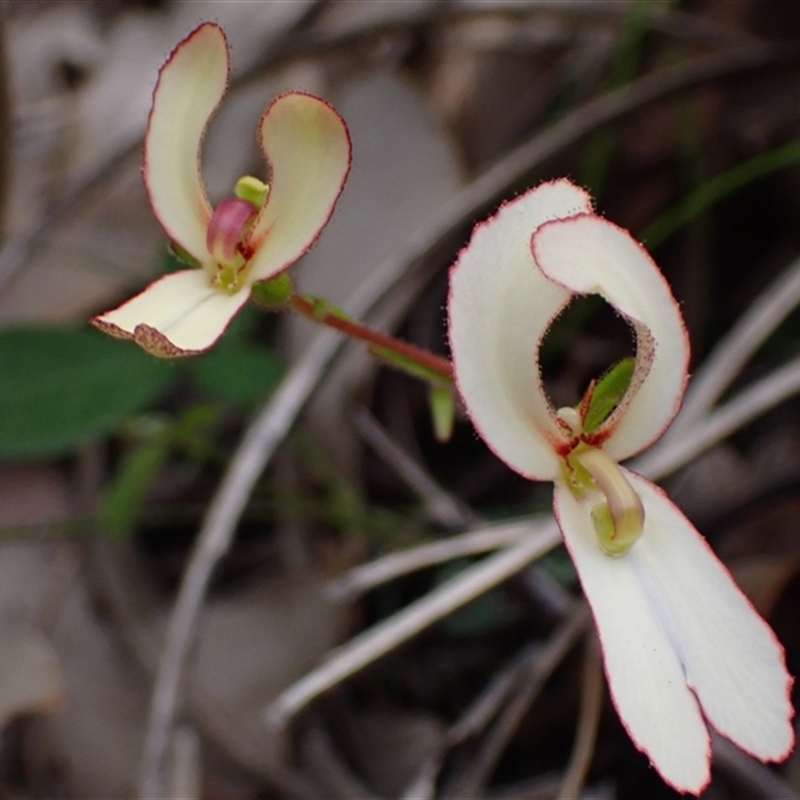 Stylidium schoenoides