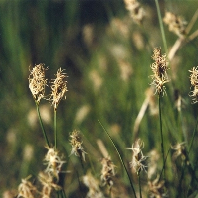 Carex chlorantha