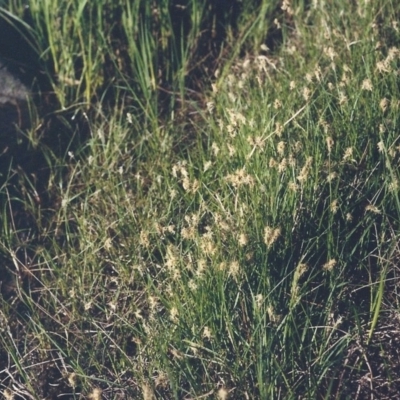 Carex chlorantha