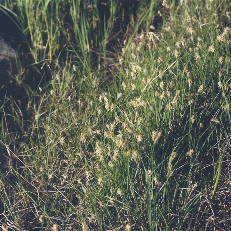 Carex chlorantha