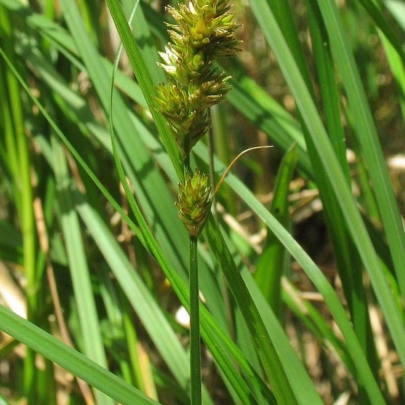 Carex disticha