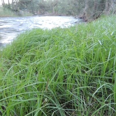 Carex gaudichaudiana