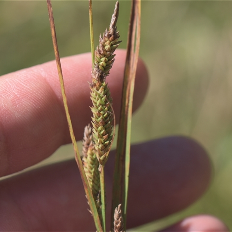 Carex gaudichaudiana