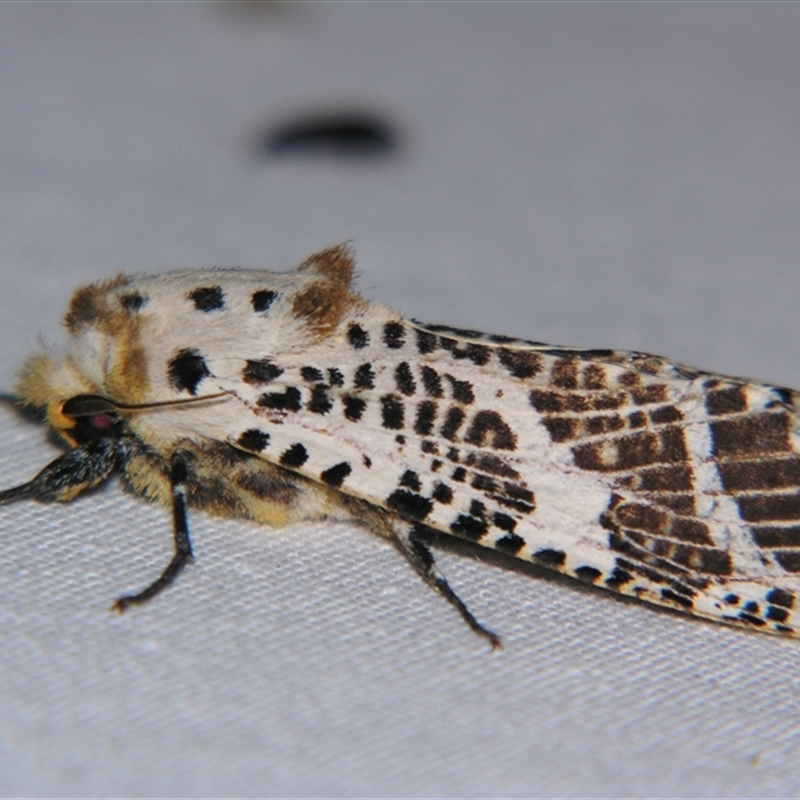 Endoxyla magniguttata