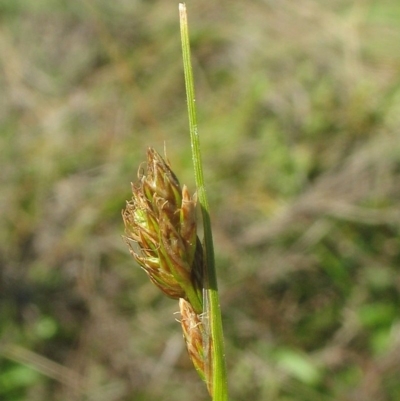 Carex hebes