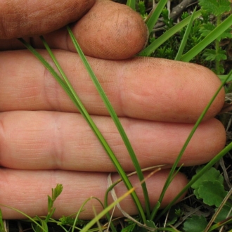 Carex hebes