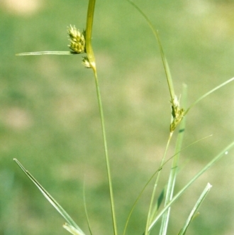 Carex inversa