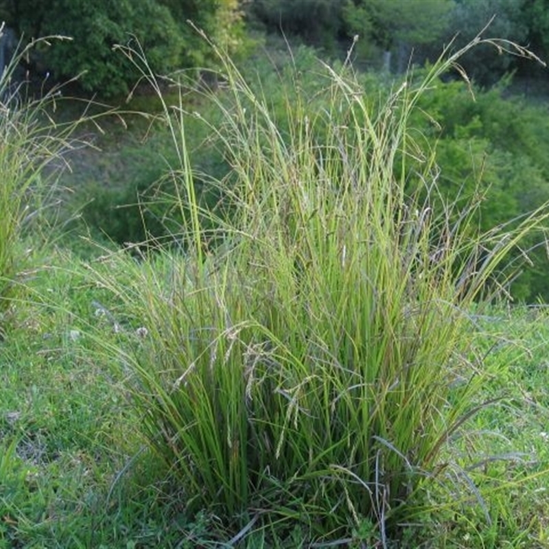 Carex longebrachiata