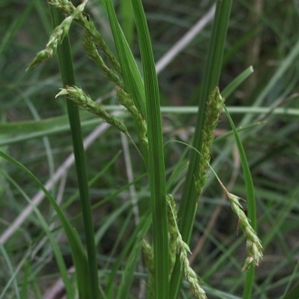Carex longebrachiata