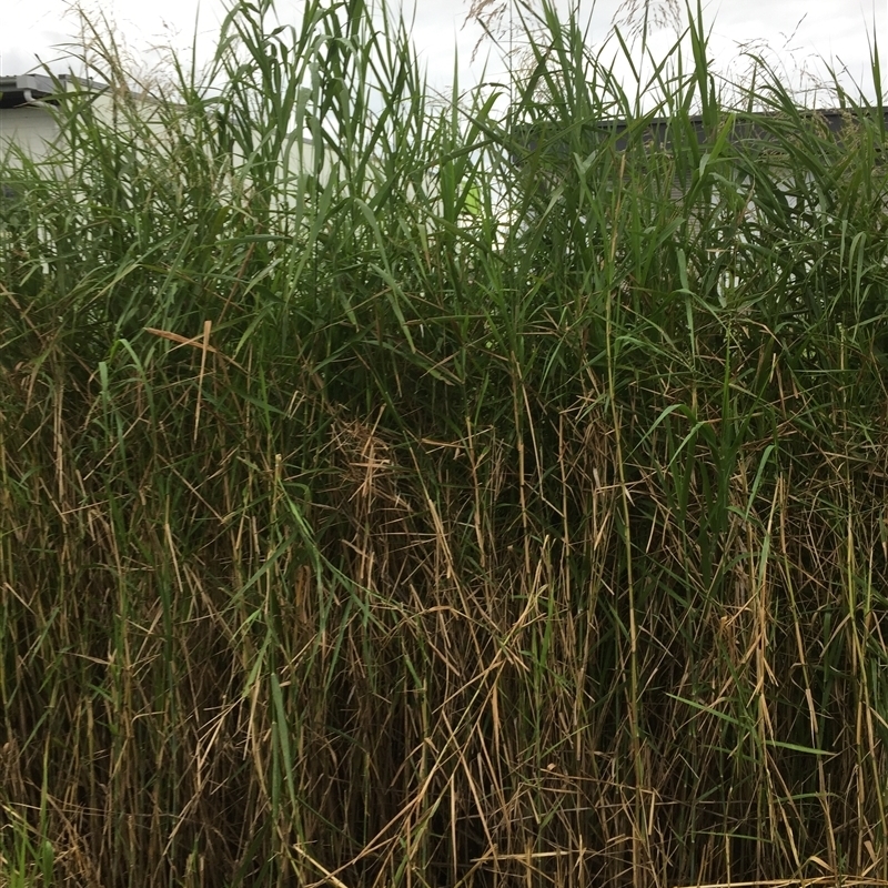 Phragmites karka