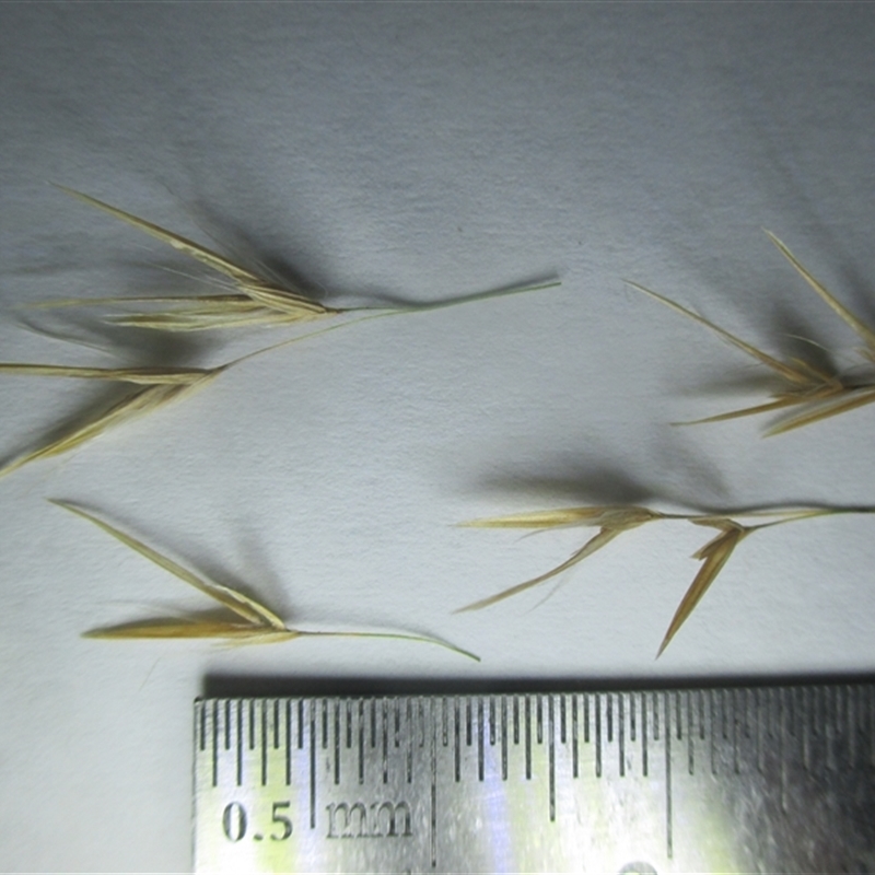 Phragmites karka