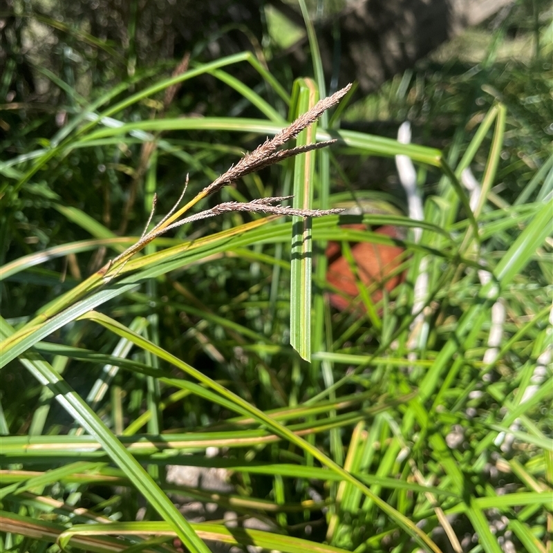 Carex polyantha