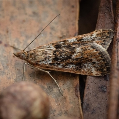 Achyra affinitalis