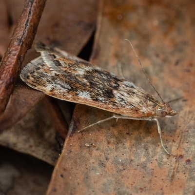 Achyra affinitalis