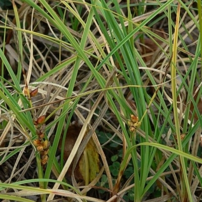 Carex pumila