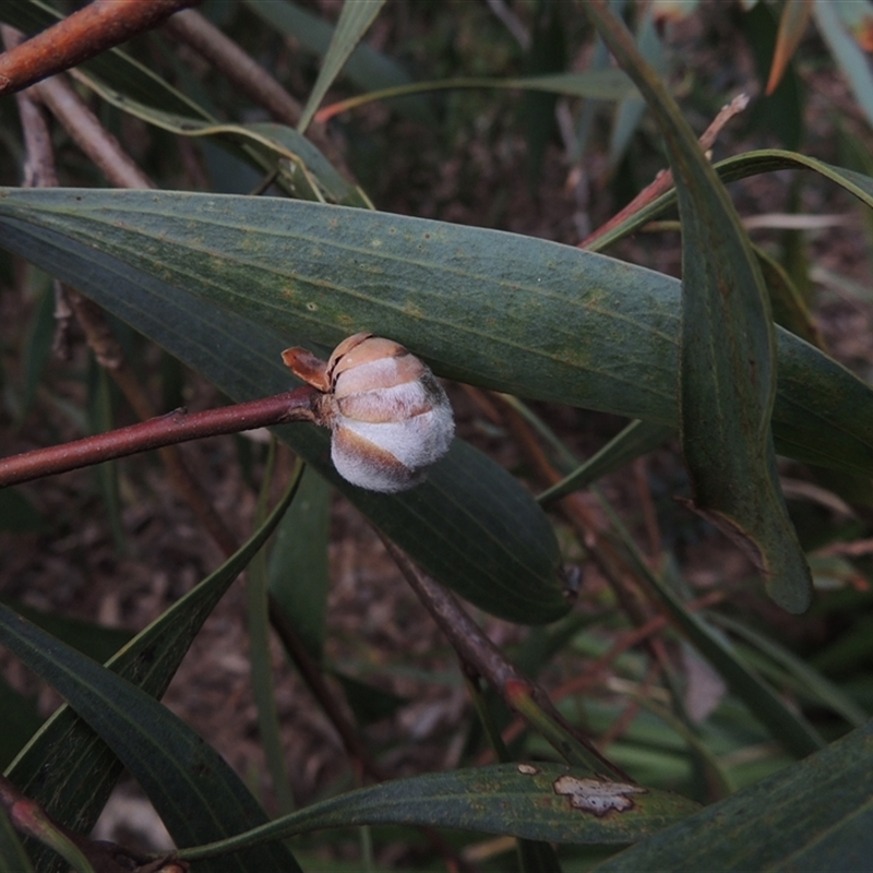 Hakea laurina
