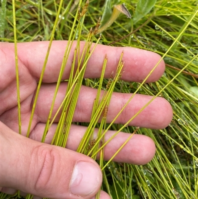 Carex rara subsp. capillacea