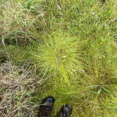 Carex rara subsp. capillacea