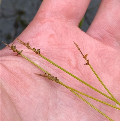 Carex rara subsp. capillacea