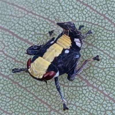Nymph