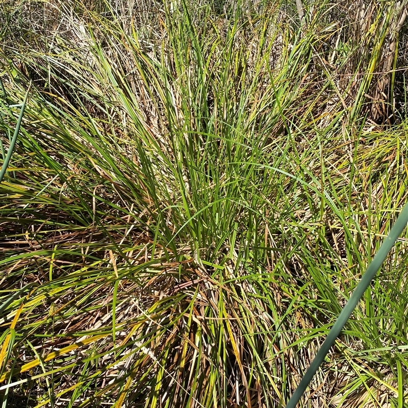 Carex sp.