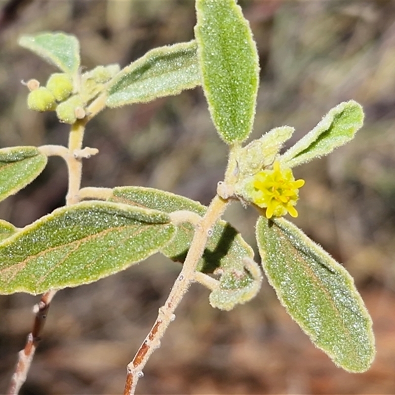 Androcalva loxophylla