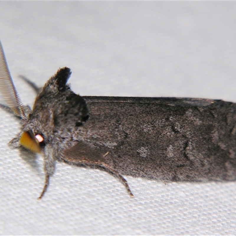 Hobartina amblyiodes