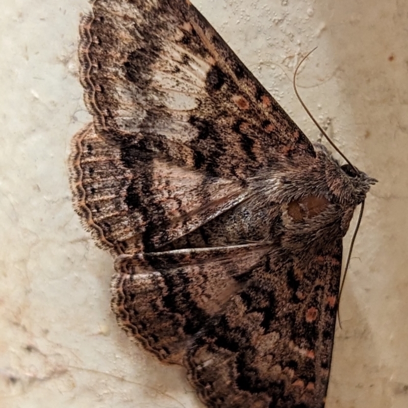 Ericeia plaesiodes