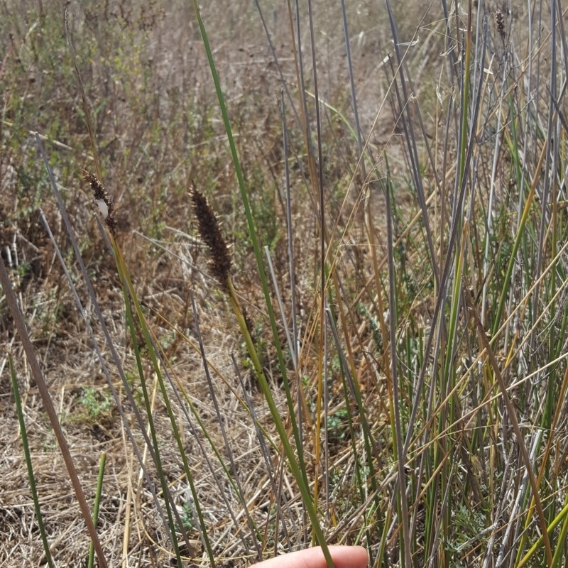 Carex tereticaulis