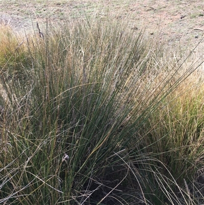 Carex tereticaulis