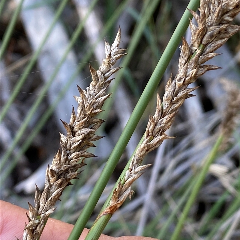 Carex tereticaulis