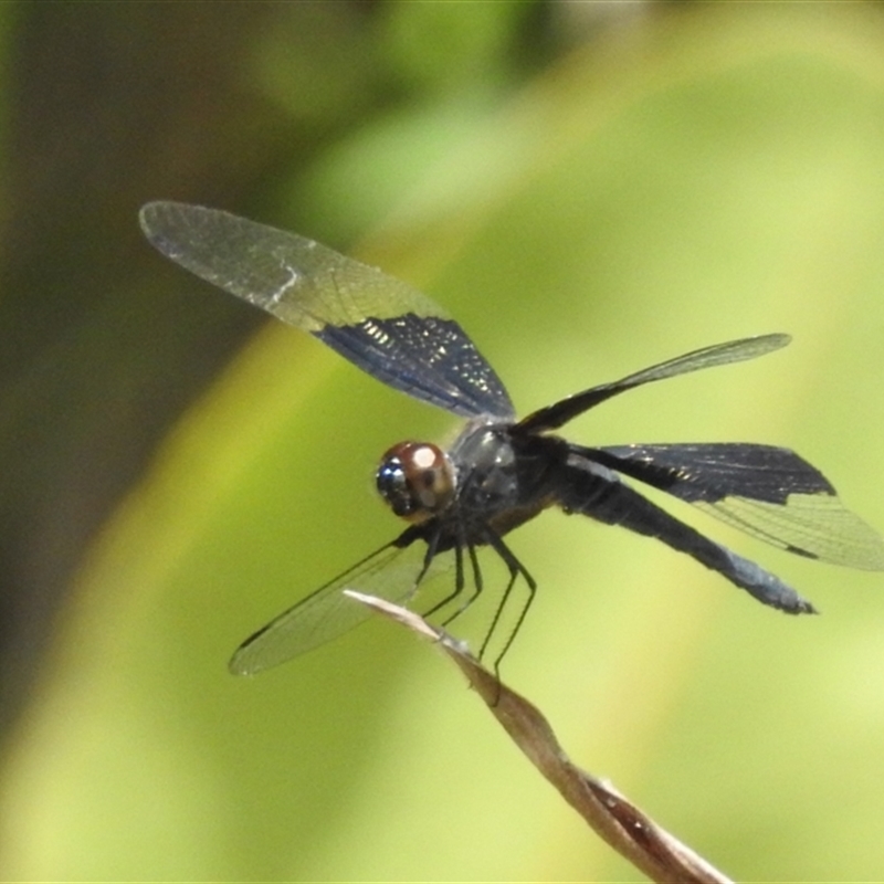 Rhyothemis braganza