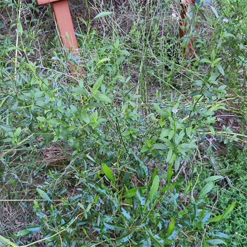 Verbena macrostachya