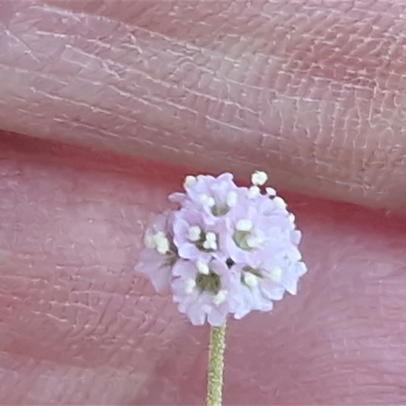 Boerhavia (Genus)