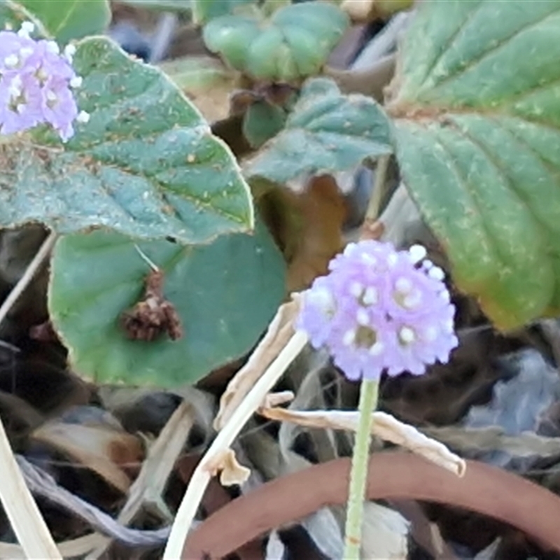 Boerhavia (Genus)