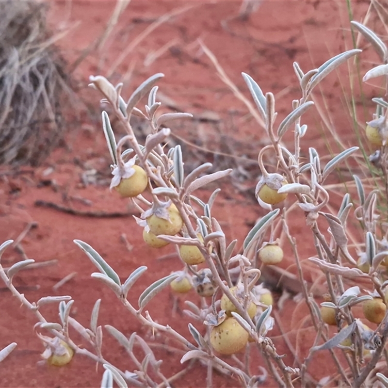 Solanum coactiliferum