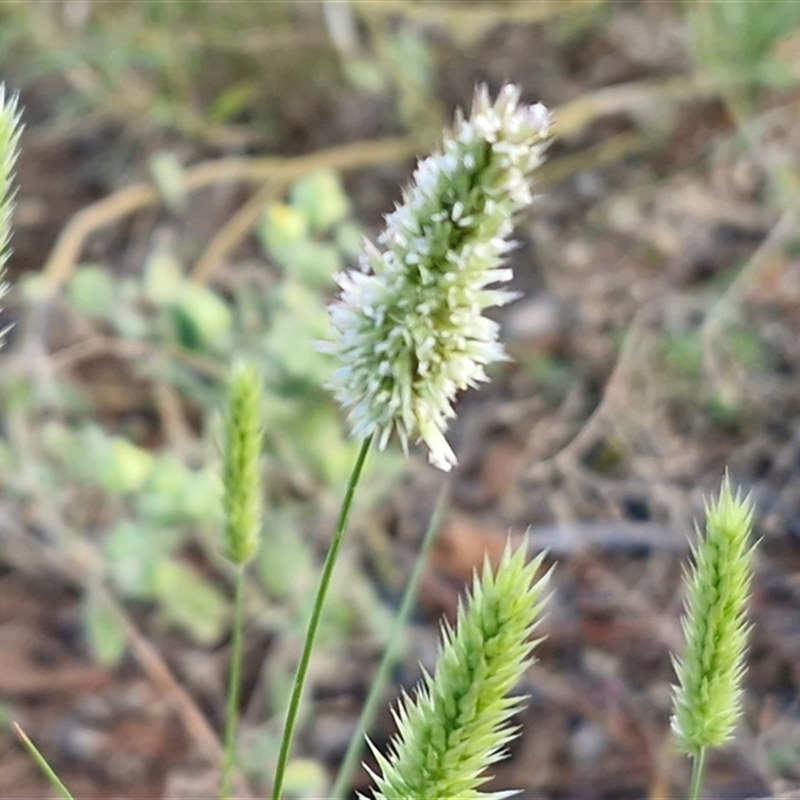 Enneapogon polyphyllus