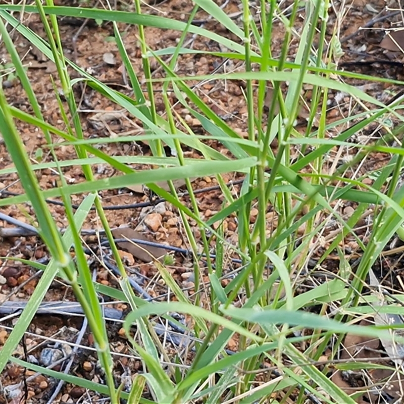 Enneapogon polyphyllus