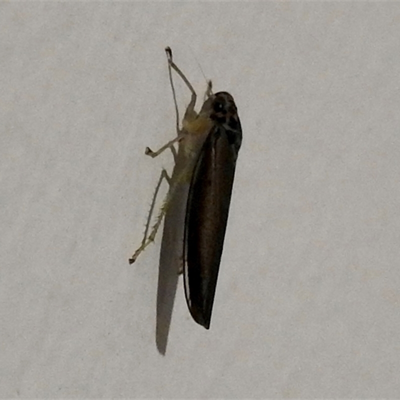 Cicadellinae (sub-family)