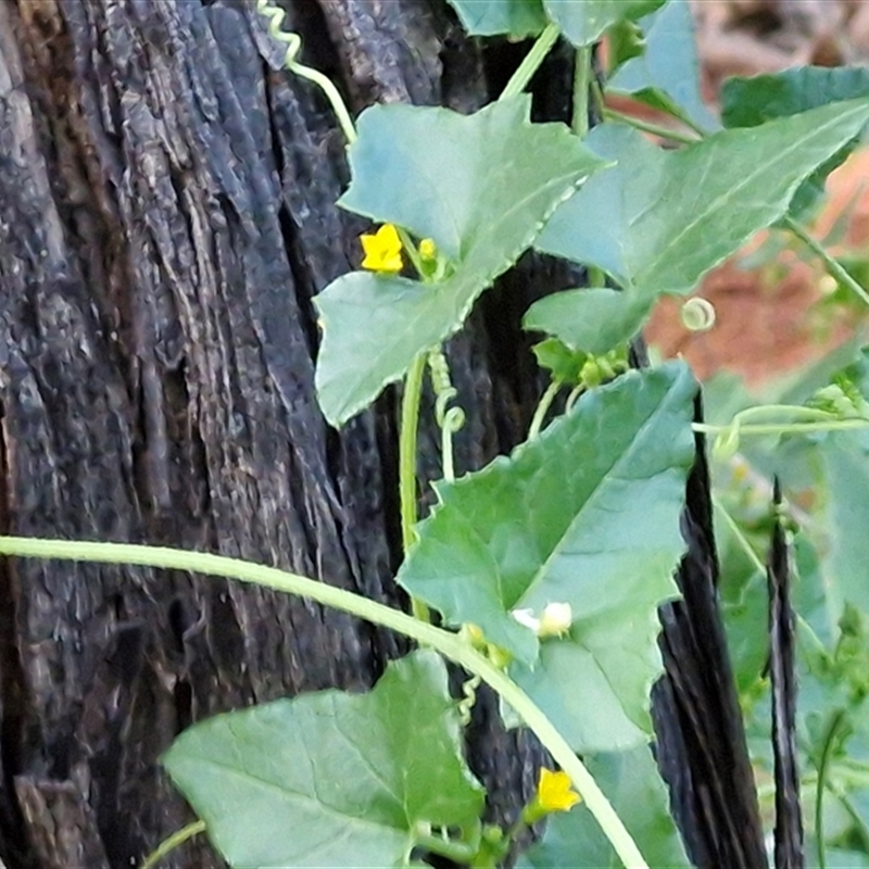 Cucumis argenteus