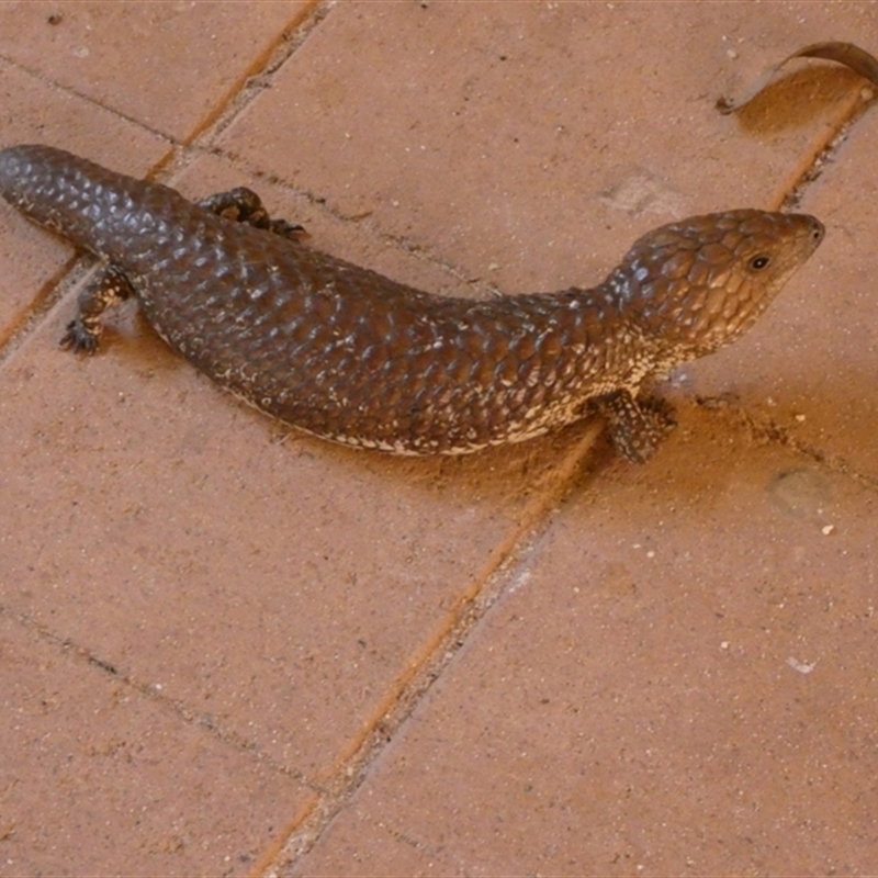Tiliqua rugosa palarra