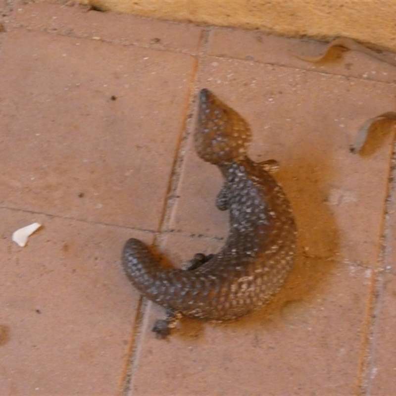 Tiliqua rugosa palarra