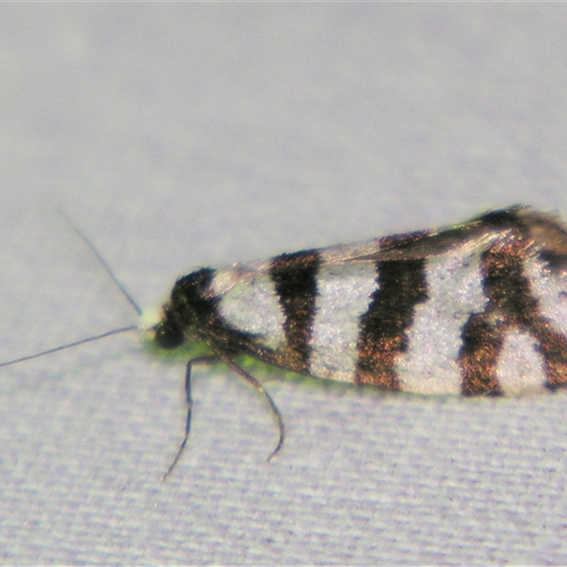 Lepidoscia tetramochla