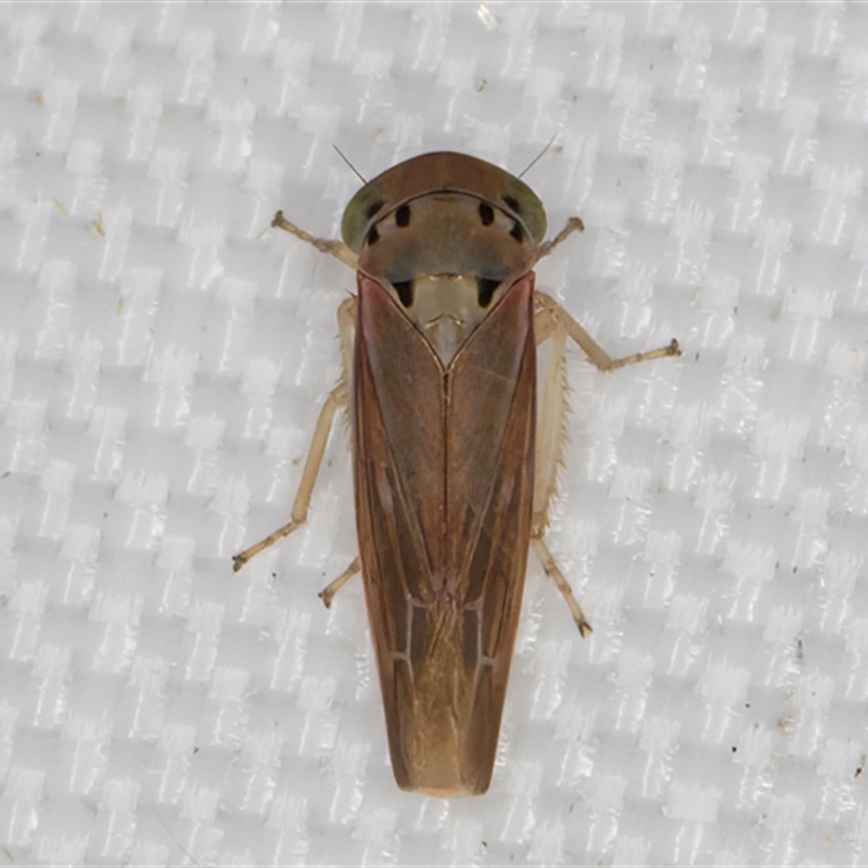 Pascoepus nymphias