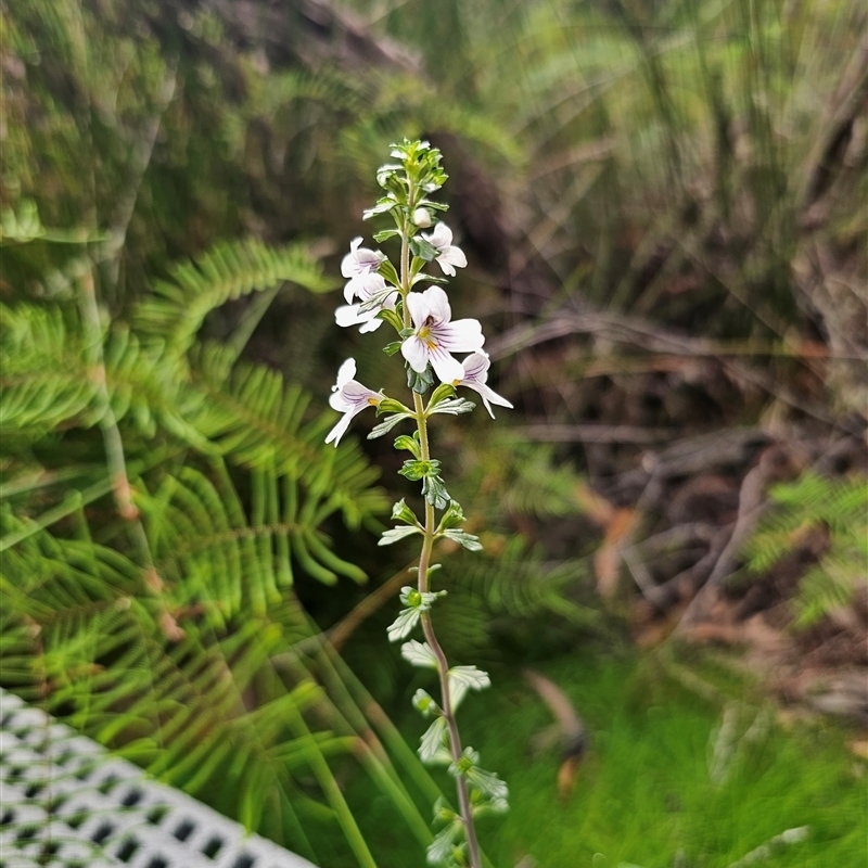 Euphrasia ramulosa